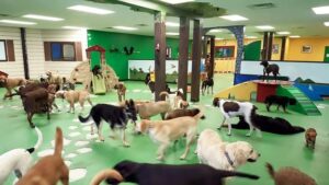 dog daycare singapore