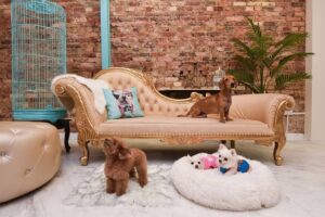 pet boarding singapore