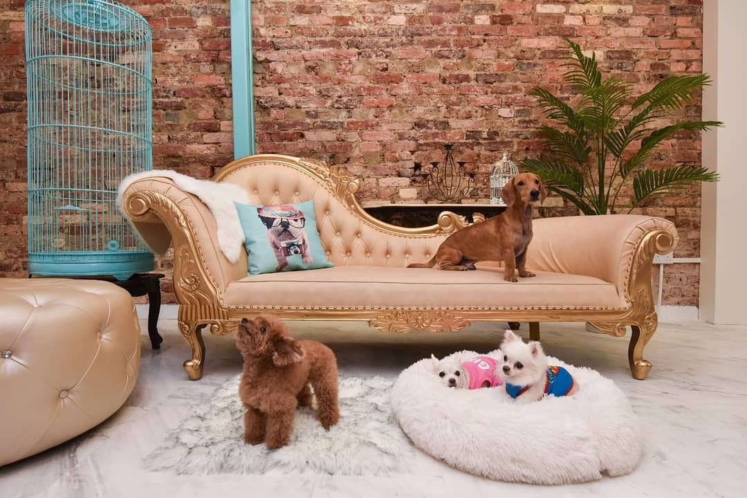 pet boarding singapore