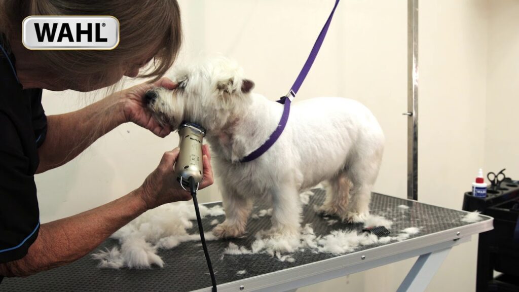 pet grooming singapore