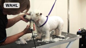 pet grooming singapore