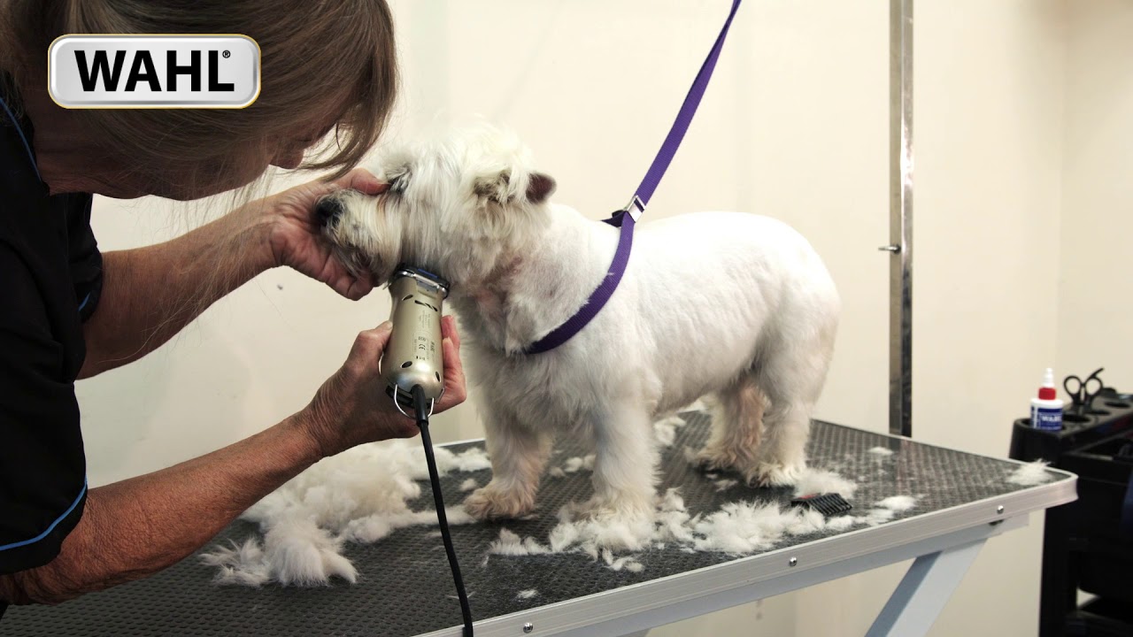 pet grooming singapore